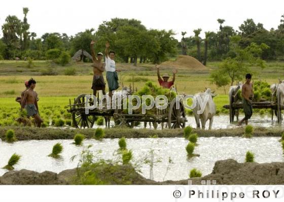 Agriculture - Birmanie (MM001720.jpg)