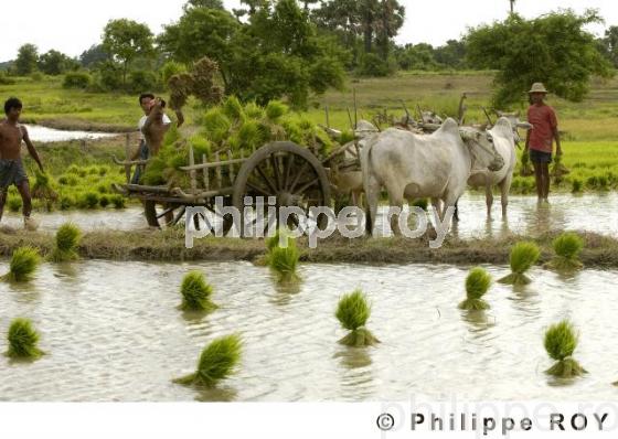 Agriculture - Birmanie (MM001721.jpg)