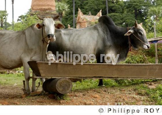 Agriculture - Birmanie (MM001902.jpg)