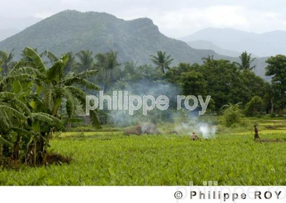 Agriculture - Birmanie (MM002635.jpg)