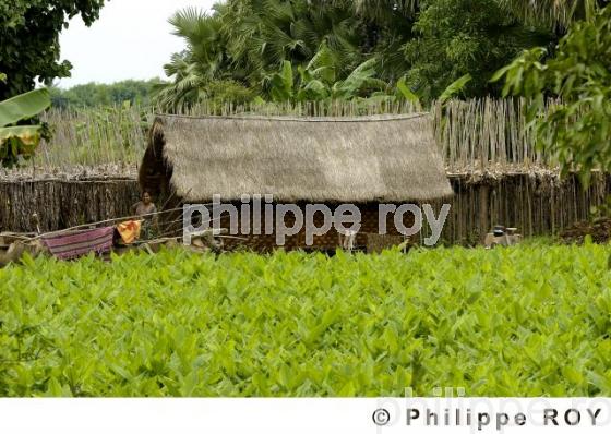 Agriculture - Birmanie (MM002636.jpg)
