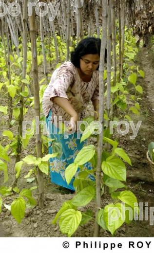 Agriculture - Birmanie (MM002640.jpg)