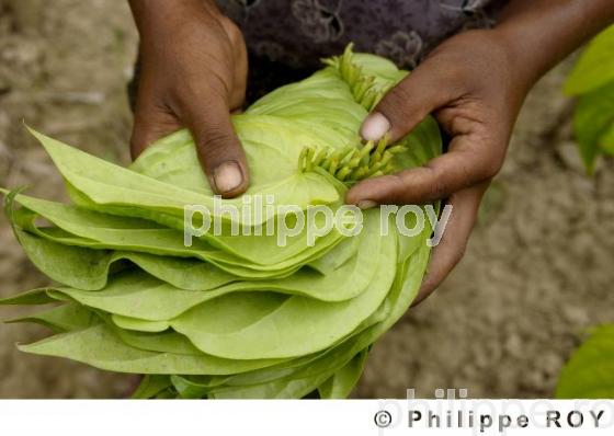 Agriculture - Birmanie (MM002702.jpg)