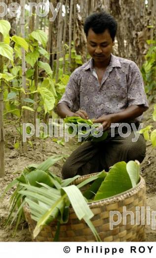Agriculture - Birmanie (MM002703.jpg)