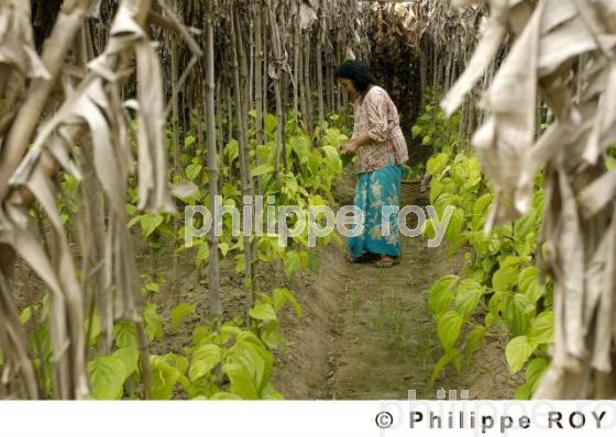 Agriculture - Birmanie (MM002704.jpg)