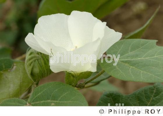 Coton - Birmanie (MM002732.jpg)