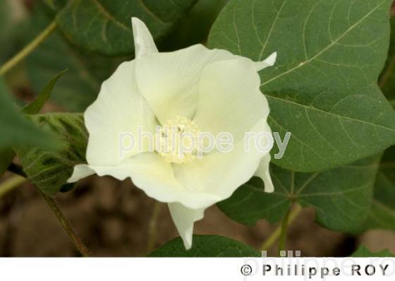 Coton - Birmanie (MM002733.jpg)
