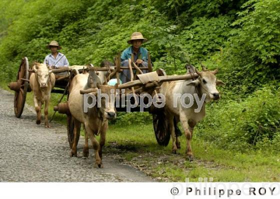 Transport - Birmanie (MM002837.jpg)