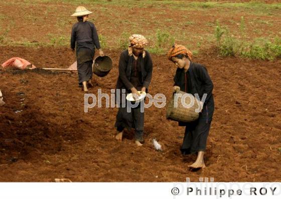 Agriculture - Birmanie (MM002923.jpg)