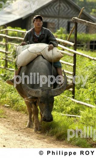 Kalaw - Birmanie (MM002934.jpg)