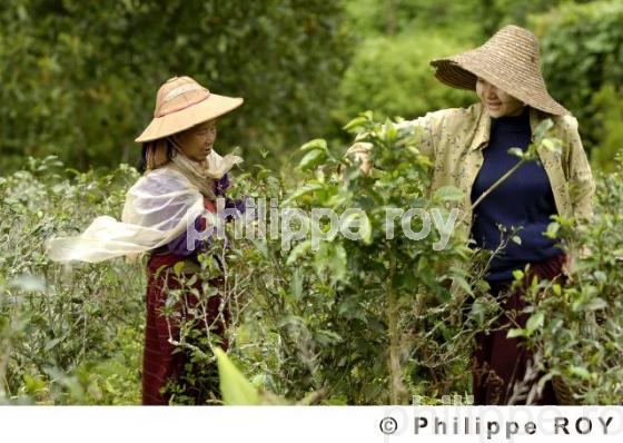 Femme et travail - Birmanie (MM003031.jpg)