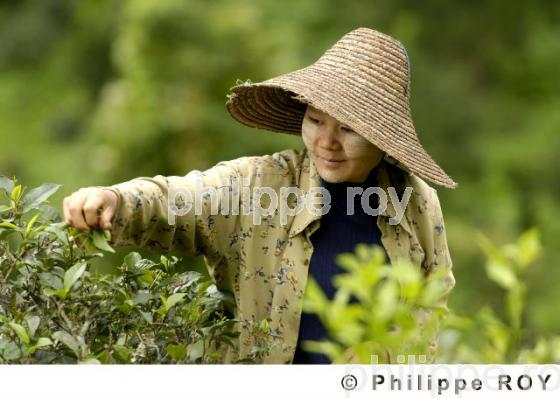Femme et travail - Birmanie (MM003032.jpg)