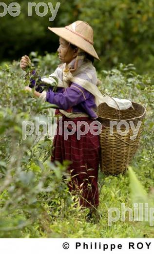 Femme et travail - Birmanie (MM003033.jpg)