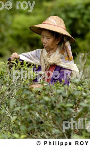 Femme et travail - Birmanie (MM003034.jpg)