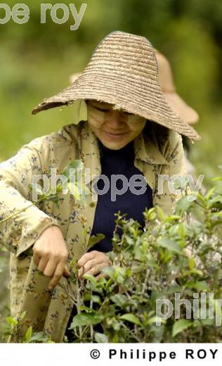 Femme et travail - Birmanie (MM003035.jpg)