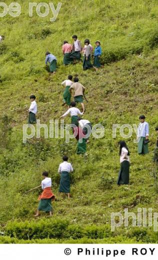 Ecole - Birmanie (MM003133.jpg)