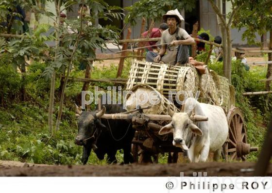 Transport - Birmanie (MM003204.jpg)
