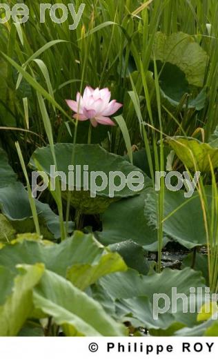 Lotus - Birmanie (MM004029.jpg)