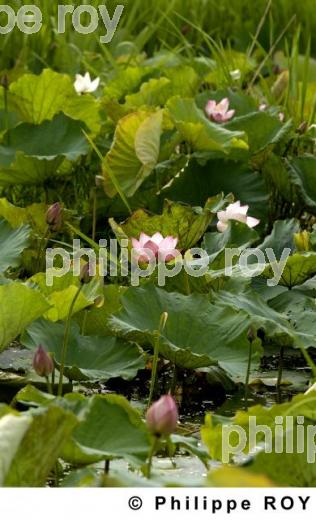 Lotus - Birmanie (MM004030.jpg)
