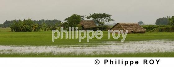 Rizire  et maison - Birmanie (MM004333.jpg)