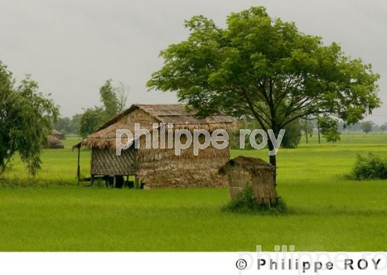 Rizire  et maison - Birmanie (MM004336.jpg)