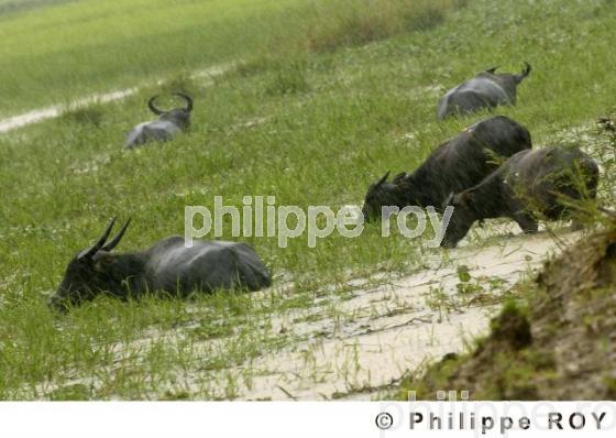 Pluie de mousson - Birmanie (MM004530.jpg)