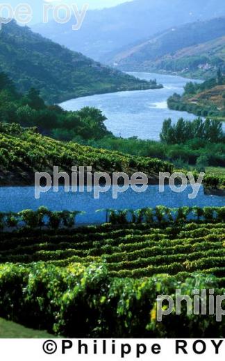 Le vignoble du Portugal (PT000101.jpg)