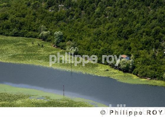 Parc national de Skadarsko Jezero  -Montenegro (YU000335.jpg)