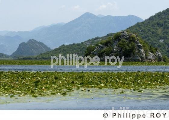 Parc national de Skadarsko Jezero - Montenegro (YU000620.jpg)