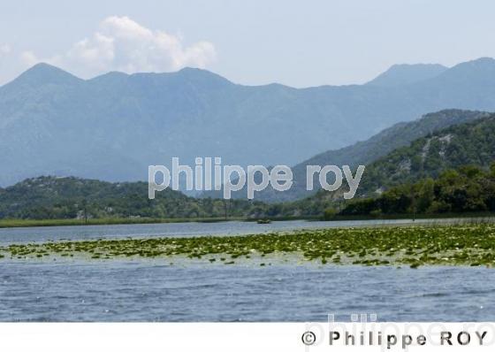 Parc national de Skadarsko Jezero - Montenegro (YU000622.jpg)