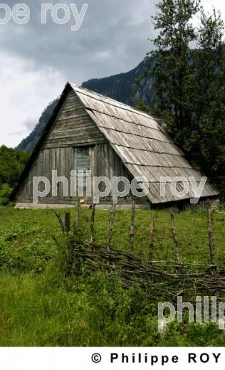 Parc national de Biogradska Gora - Montenegro (YU000808.jpg)