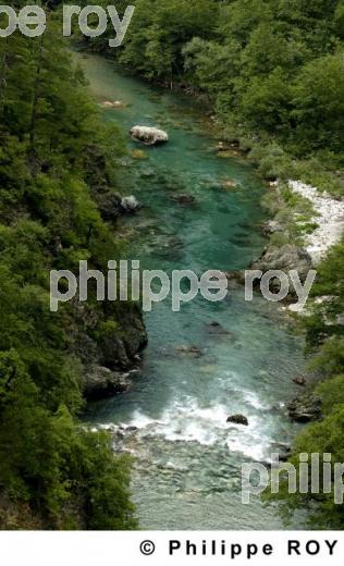Parc national de Biogradska Gora - Montenegro (YU000812.jpg)