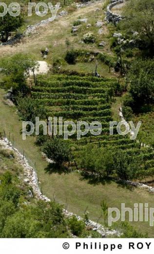 Vignoble du monde - Montenegro (YU000928.jpg)