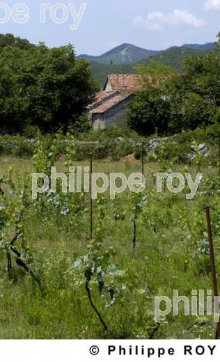 Vignoble du monde - Montenegro (YU000939.jpg)