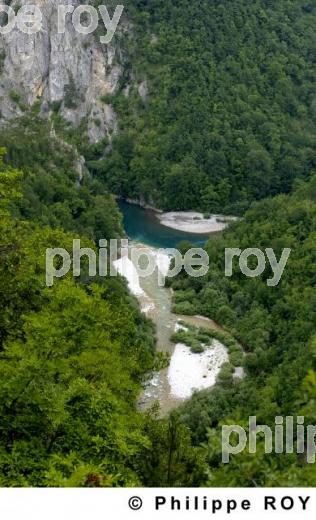 Parc national de Biogradska Gora - Montenegro (YU001109.jpg)