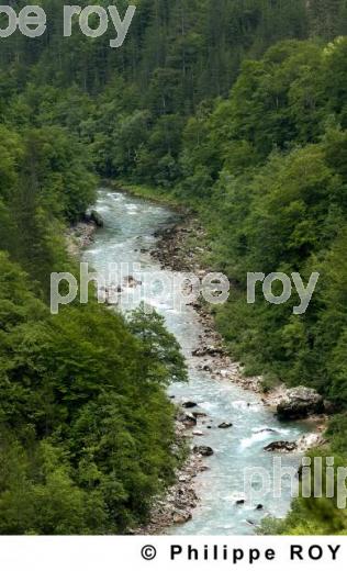 Parc national de Biogradska Gora - Montenegro (YU001111.jpg)