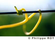 Wine vegetative