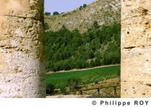 Vineyards of the world