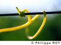 Cycle v�g�tatif de la vigne