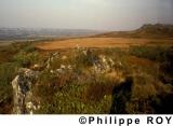 29F00101.jpg