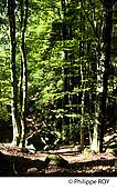 90F00509.jpg